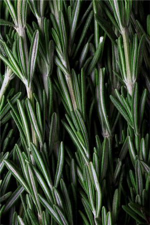Rosemary Hair & Scalp Strengthening Oil