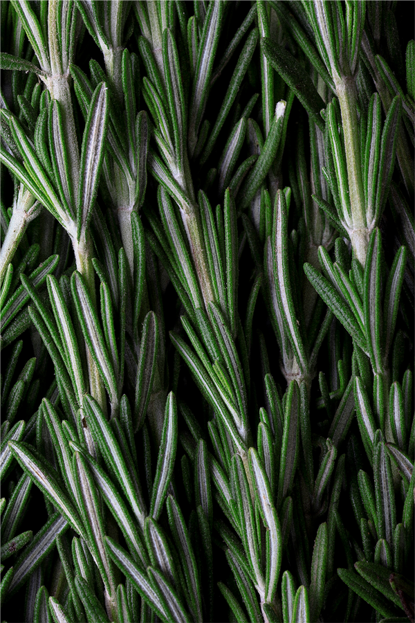 Rosemary Hair & Scalp Strengthening Oil