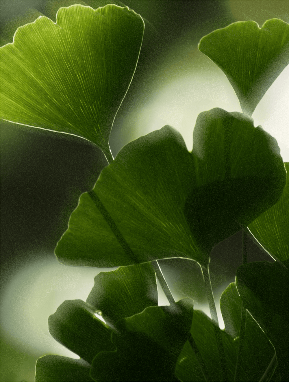 Antioxidant Ginkgo Gel Booster - Nuréo