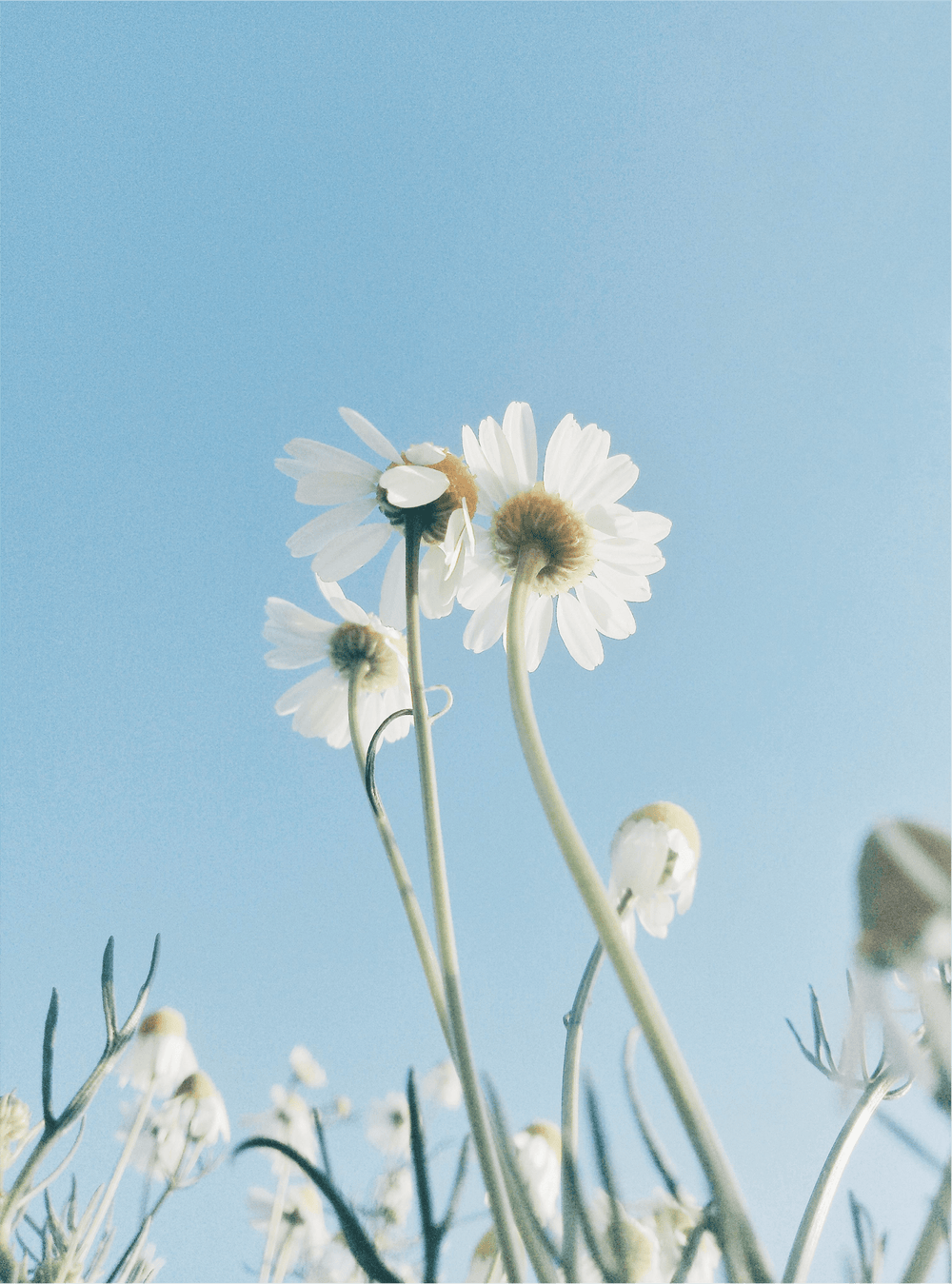 Cleansing Foam - Nuréo