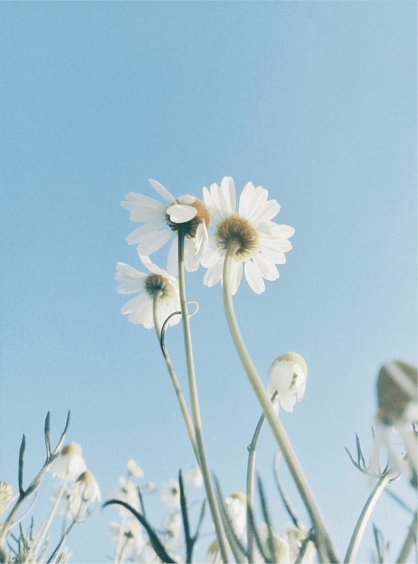 Cleansing Foam - Nuréo