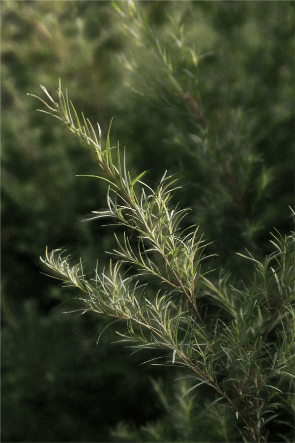 Deep Cleanse Scalp Scrub, Rosemary & Mint - Nuréo