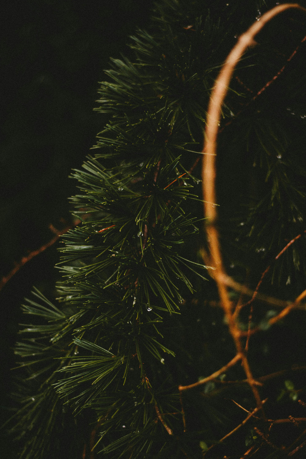Cedar Hand & Body Wash