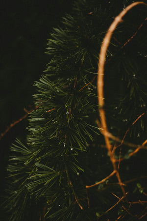 Cedar Hand & Body Wash
