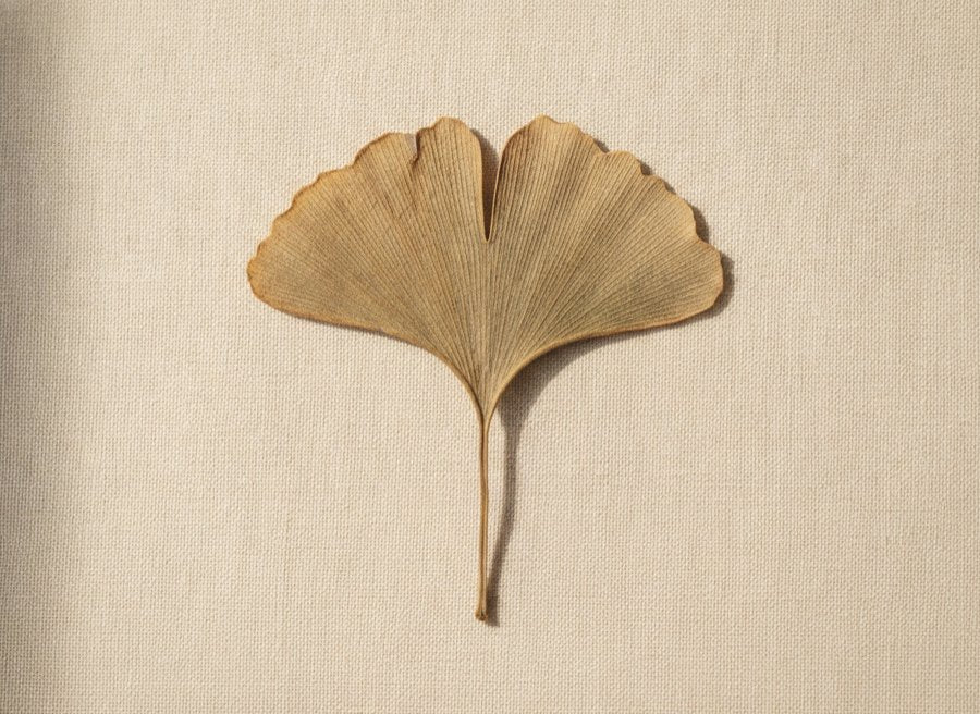 Ginkgo botanical